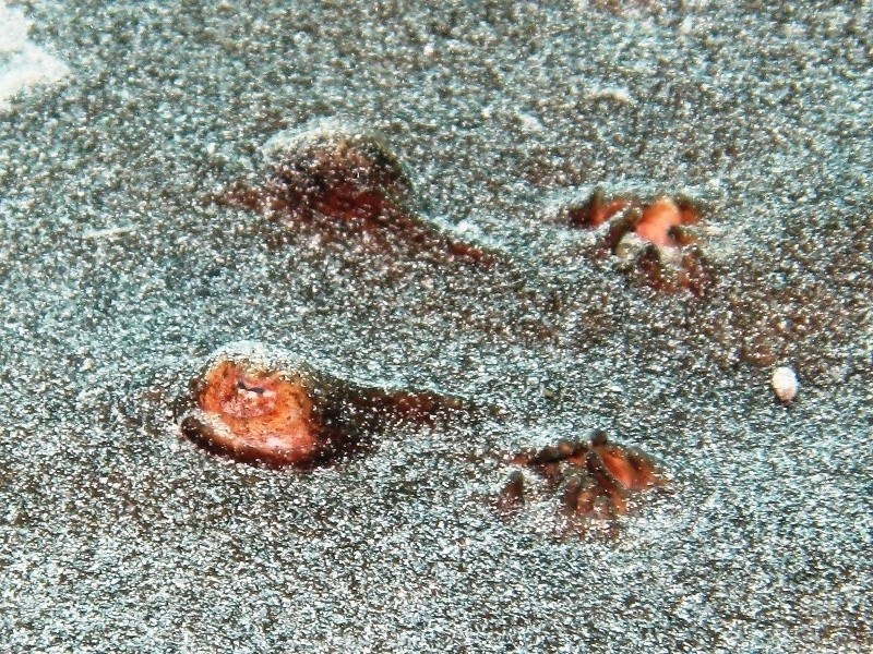 Orme sulla sabbia 1... (Torpedo marmorata)